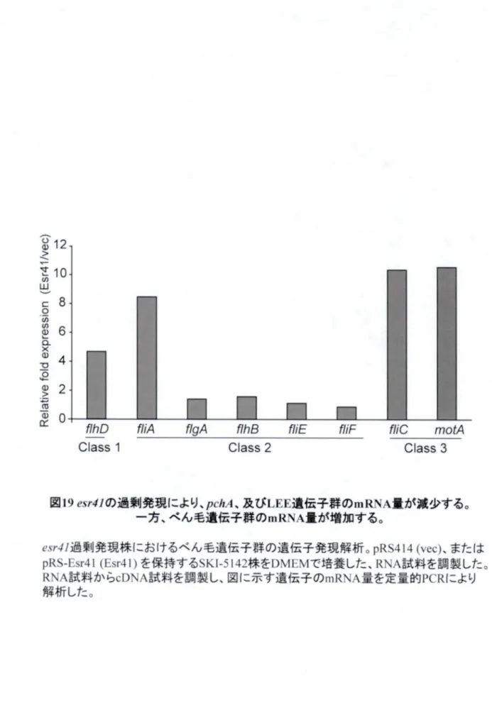 図 19 19 作 /^ /^ の 過 剰 発 現 に よ 及 び LEE LEE 遗 伝 子 群 の mRNA mRNA 置が減少する。